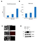 c-Myc Antibody in Western Blot (WB)