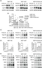 beta Actin Antibody in Western Blot (WB)