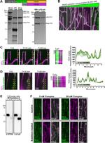 alpha Tubulin Antibody in Western Blot (WB)