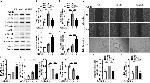 NFkB p50 Antibody in Western Blot (WB)