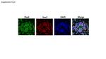 PAX6 Antibody in Immunocytochemistry (ICC/IF)