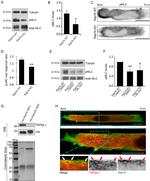 alpha Tubulin Antibody in Western Blot (WB)