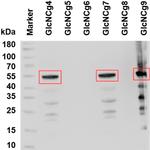 6x-His Tag Antibody in Western Blot, Immunoprecipitation (WB, IP)