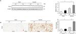 IFN beta Antibody in Western Blot, ELISA (WB, ELISA)