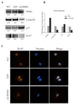 Cyclin D1 Antibody in Western Blot (WB)