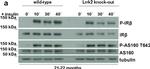 Sheep IgG (H+L) Secondary Antibody in Western Blot (WB)