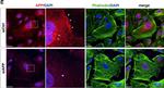 Rabbit IgG (H+L) Highly Cross-Adsorbed Secondary Antibody in Immunocytochemistry (ICC/IF)