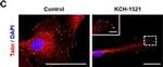 Mouse IgG (H+L) Cross-Adsorbed Secondary Antibody in Immunocytochemistry (ICC/IF)