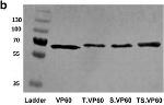 Rabbit IgG (H+L) Cross-Adsorbed Secondary Antibody in Western Blot (WB)