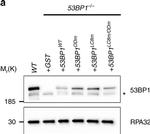 Mouse IgG (H+L) Secondary Antibody in Western Blot (WB)