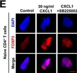 Mouse IgG (H+L) Cross-Adsorbed Secondary Antibody in Immunohistochemistry (IHC)