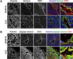 Rat IgG (H+L) Cross-Adsorbed Secondary Antibody in Immunocytochemistry (ICC/IF)