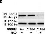 Mouse IgG (H+L) Secondary Antibody in Western Blot (WB)