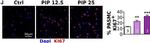 Rabbit IgG (H+L) Cross-Adsorbed Secondary Antibody in Immunohistochemistry (Paraffin) (IHC (P))