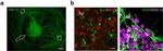 Mouse IgG (H+L) Cross-Adsorbed Secondary Antibody in Immunohistochemistry (IHC)