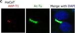 Mouse IgG (H+L) Cross-Adsorbed Secondary Antibody in Immunocytochemistry (ICC/IF)