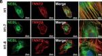 Rabbit IgG (H+L) Cross-Adsorbed Secondary Antibody in Immunocytochemistry (ICC/IF)