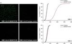 Mouse IgG (H+L) Highly Cross-Adsorbed Secondary Antibody in Immunohistochemistry (Frozen) (IHC (F))