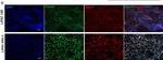 Mouse IgG (H+L) Cross-Adsorbed Secondary Antibody in Immunocytochemistry (ICC/IF)