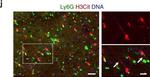 Rabbit IgG (H+L) Highly Cross-Adsorbed Secondary Antibody in Immunohistochemistry (Frozen) (IHC (F))