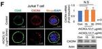 Rabbit IgG (H+L) Highly Cross-Adsorbed Secondary Antibody in Immunocytochemistry (ICC/IF)