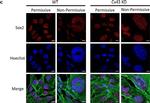 Mouse IgG (H+L) Cross-Adsorbed Secondary Antibody in Immunocytochemistry (ICC/IF)