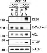 Mouse IgG (H+L) Secondary Antibody in Western Blot (WB)