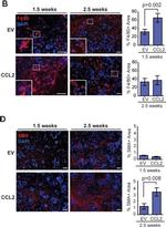 Mouse IgG (H+L) Highly Cross-Adsorbed Secondary Antibody in Immunohistochemistry (Paraffin) (IHC (P))