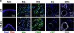 Rabbit IgG (H+L) Cross-Adsorbed Secondary Antibody in Immunohistochemistry (Paraffin) (IHC (P))