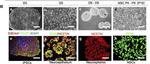 Mouse IgG (H+L) Cross-Adsorbed Secondary Antibody in Immunocytochemistry (ICC/IF)