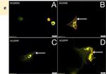 Mouse IgG (H+L) Cross-Adsorbed Secondary Antibody in Immunocytochemistry (ICC/IF)