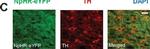 Rabbit IgG (H+L) Cross-Adsorbed Secondary Antibody in Immunohistochemistry (IHC)