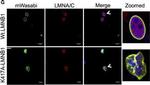 Rabbit IgG (H+L) Cross-Adsorbed Secondary Antibody in Immunocytochemistry (ICC/IF)