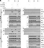 Rabbit IgG (H+L) Cross-Adsorbed Secondary Antibody in Western Blot (WB)