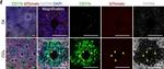 Rabbit IgG (H+L) Highly Cross-Adsorbed Secondary Antibody in Immunohistochemistry (PFA fixed) (IHC (PFA))