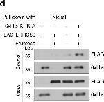 Rabbit IgG (H+L) Cross-Adsorbed Secondary Antibody in Western Blot (WB)