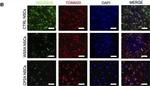 Mouse IgG (H+L) Cross-Adsorbed Secondary Antibody in Immunocytochemistry (ICC/IF)