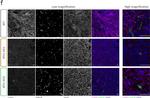 Rabbit IgG (H+L) Highly Cross-Adsorbed Secondary Antibody in Immunohistochemistry (IHC)