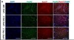 Mouse IgG (H+L) Cross-Adsorbed Secondary Antibody in Immunocytochemistry (ICC/IF)