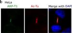 Rabbit IgG (H+L) Cross-Adsorbed Secondary Antibody in Immunocytochemistry (ICC/IF)