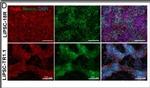 Mouse IgG (H+L) Cross-Adsorbed Secondary Antibody in Immunocytochemistry (ICC/IF)