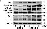 Mouse IgG (H+L) Secondary Antibody in Western Blot (WB)