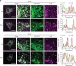 Rat IgG (H+L) Cross-Adsorbed Secondary Antibody in Immunocytochemistry (ICC/IF)