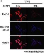 Mouse IgG (H+L) Cross-Adsorbed Secondary Antibody in Immunocytochemistry (ICC/IF)