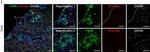 Rabbit IgG (H+L) Highly Cross-Adsorbed Secondary Antibody in Immunohistochemistry (PFA fixed) (IHC (PFA))