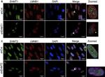 Rabbit IgG (H+L) Cross-Adsorbed Secondary Antibody in Immunocytochemistry (ICC/IF)