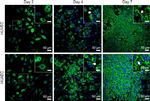 Rabbit IgG (H+L) Highly Cross-Adsorbed Secondary Antibody in Immunocytochemistry (ICC/IF)