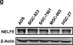 Rabbit IgG (H+L) Secondary Antibody in Western Blot (WB)