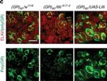 Rabbit IgG (H+L) Highly Cross-Adsorbed Secondary Antibody in Immunohistochemistry (IHC)