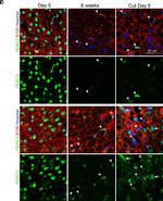 Rabbit IgG (H+L) Cross-Adsorbed Secondary Antibody in Immunocytochemistry (ICC/IF)